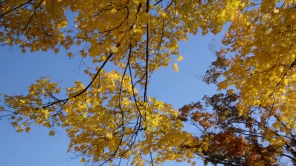Incline Para Baixo Tiro Árvores Bordo Amarelas Cores Outono Canadá — Vídeo de Stock