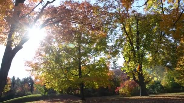 Sakta Backarna Lens Flare Gyllene Höstsolstrålar Skiner Vacker Lönnskog Parken — Stockvideo