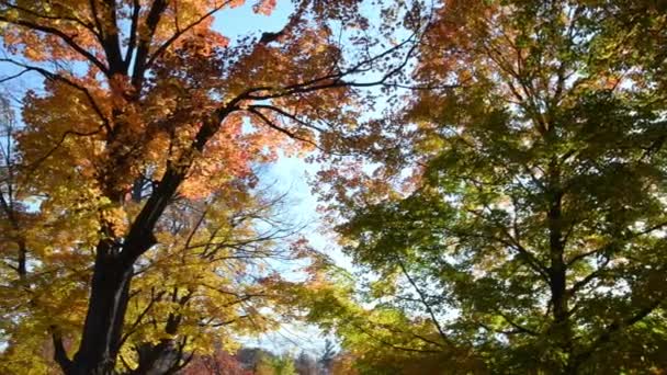 Zeitlupe Fallender Blätter Park Langsamer Schwenk — Stockvideo
