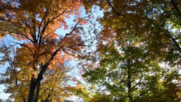 晴れた日 レンズフレアを背景にカエデの木から葉が落ちる — ストック動画