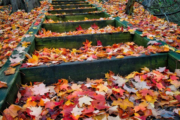 Vista Alto Ángulo Vibrante Hoja Otoño Color Cubrió Paso Parque — Foto de Stock