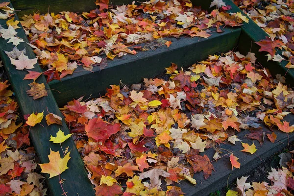 Autumn Leaf Covered Step National Park Canada — Stock Photo, Image