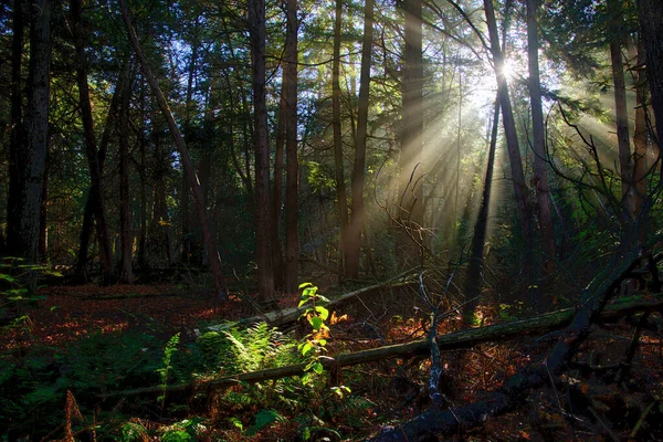 Sonbaharda Ormandaki Ağaçların Arasından Işık Huzmesi — Stok fotoğraf