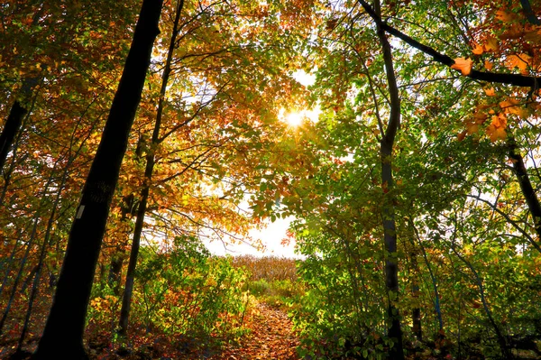 Cena Outono Floresta Parque Nacional Com Chama Lente — Fotografia de Stock