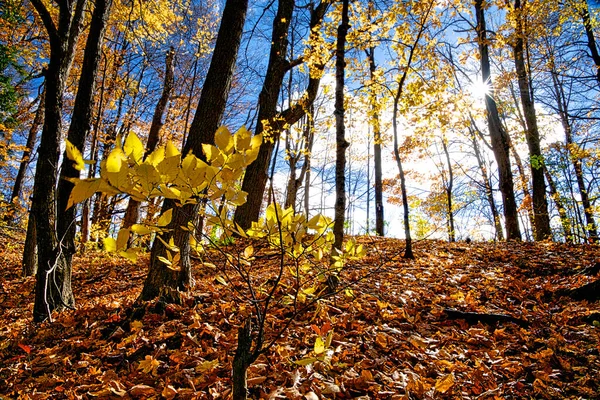 Желтый Дуб Листья Бликом Лесу — стоковое фото