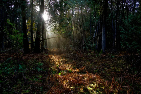 Light Beam Shine Forest Morning — Stock Photo, Image