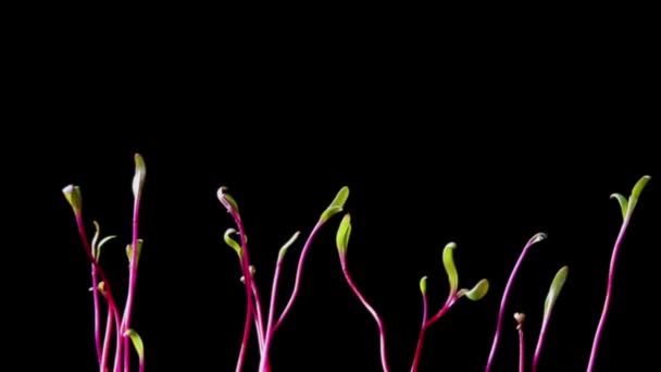 Time Lapse Germinating Sprouts Swiss Chard Isolated Black Background Zoom — Stock Video