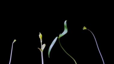 Büyüyen fasulye filizinin zaman aşımı. Siyah arka planda büyüyen fasulye tohumu. Hızlandırılmış bitki büyümesi. Tohumlar filizleniyor.