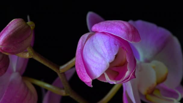 Tempo-lapso de uma flor rosa do orchid que floresce no fundo preto. Vemos o botão da flor se abrir. — Vídeo de Stock
