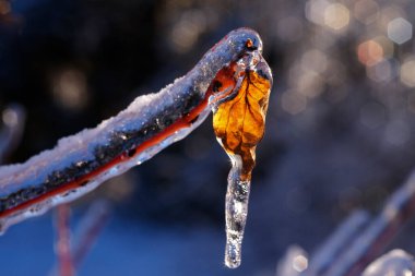 Kışın donmuş yapraklar ve buz kaplı bir buz fırtınası.