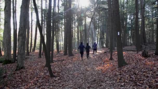 Scène Automne Jogging Dans Forêt Ontario Canada — Video