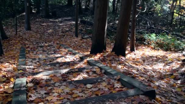 Сходи Національному Парку Восени — стокове відео