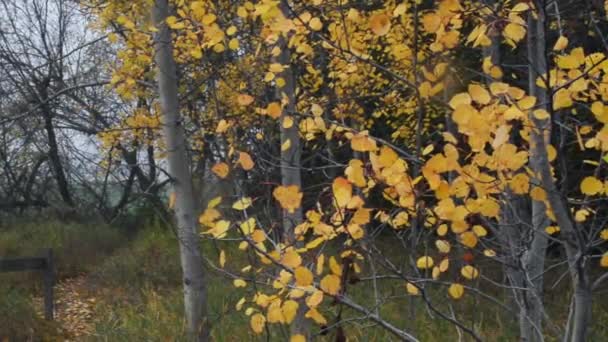 Autumn Leaf Swinging Wind — Stock Video