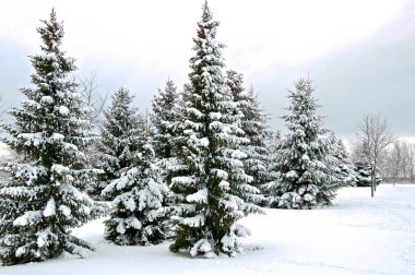 Parktaki kar fırtınasından sonra kış manzarası