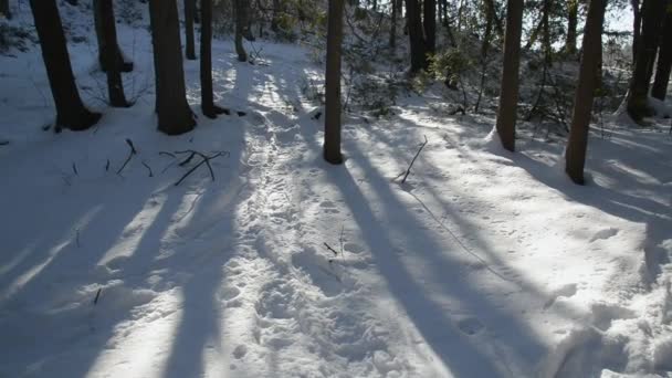 Idylický Záběr Jasných Slunečních Paprsků Osvětlujících Zimní Lesy Venkově — Stock video