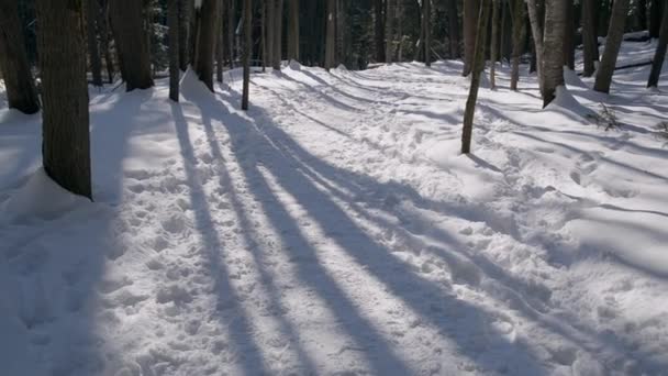 冬季森林里的小径上有镜头照明弹 — 图库视频影像
