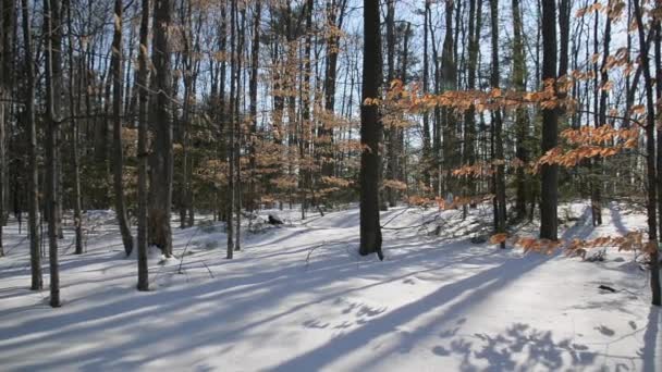 Hermosa Vista Del Follaje Seco Roble Bosque Invierno — Vídeo de stock