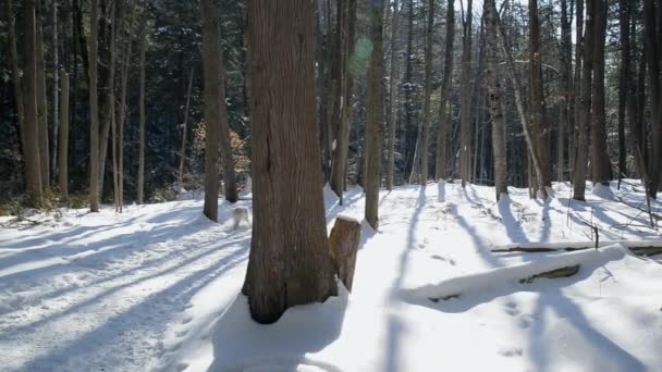 冬の森の中で犬と一緒に散歩を楽しむカップル — ストック動画