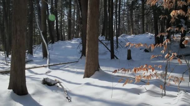 冬の風景の中でオークの木の美しい乾燥した葉背景 — ストック動画