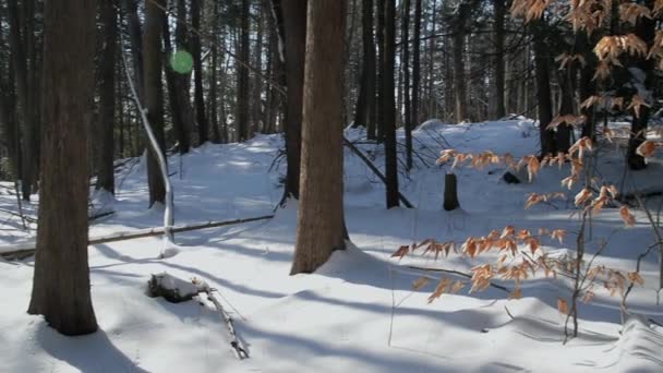 Hermoso Follaje Seco Roble Fondo Del Paisaje Invernal — Vídeo de stock