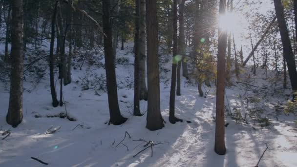 Правая Часть Зимнего Леса Бликом Объектива — стоковое видео