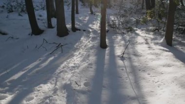 Kış güneşi, karlı bir ormanın ağaçlarının arasından süzülür.