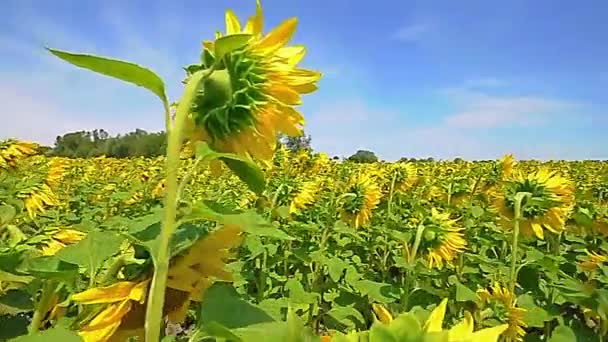 Campo Girasoles Flor Con Fondo Azul Del Cielo — Vídeo de stock