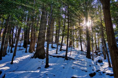Güneş ışınları karlı bir ormanda ağaçların arasından süzülür.
