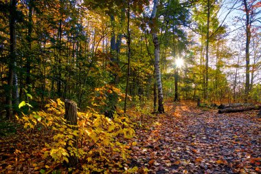 Akçaağaç yaprakları, National Park 'taki patikada bir mercekle zemin kaplandı.
