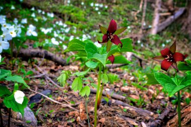 Güzel ormandaki büyük kırmızı trilyum çiçeklerine yakın dur.