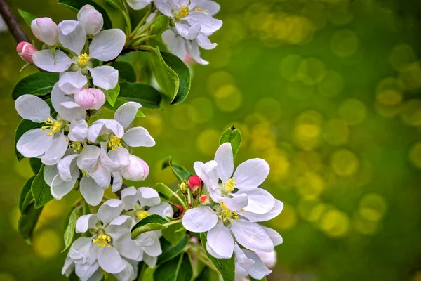 Richmond Hill Ontario Canada May 2019 White Cherry Flowers Blurred — Stock Photo, Image