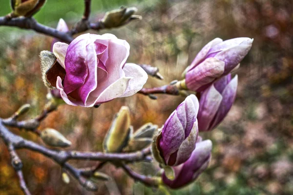 Pembe Manolyanın Yakın Çekim Görüntüsü Toronto Kanada Ilkbaharda Çiçek Açan — Stok fotoğraf