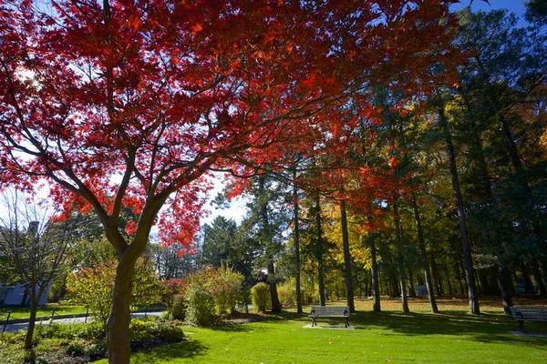 Árbol Arce Parque Público Otoño —  Fotos de Stock