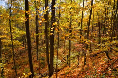 Vadideki ormanın sonbahar manzarasının yüksek açılı görüntüsü