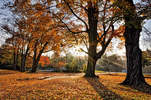 Alba Con Lente Bagliore Foglie Acero Coperto Terreno — Foto Stock