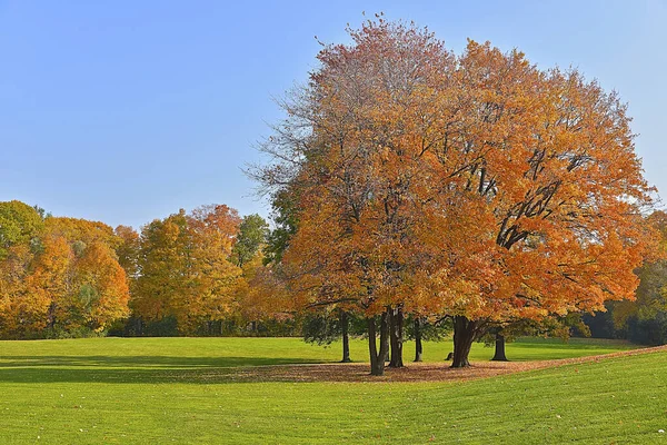 Hermosa Vista Del Color Las Hojas Otoño Otoño —  Fotos de Stock