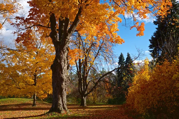 Arce Otoño Parque Público Toronto Ontario Canadá —  Fotos de Stock