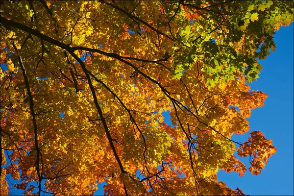 Niski Kąt Widzenia Klonu Drzewa Niebieskim Tle Nieba — Zdjęcie stockowe