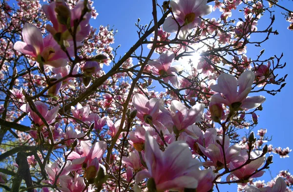 Magnolia Ağacı Güneş Işığıyla Çiçek Açar — Stok fotoğraf