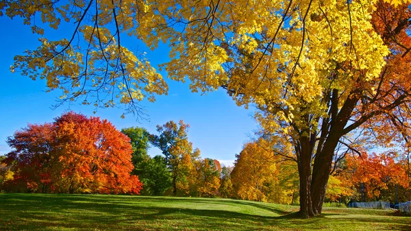 Прекрасний Вигляд Осіннього Кольору Листя Восени — стокове фото