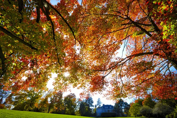 公園内のモミジの低角度ビュー — ストック写真