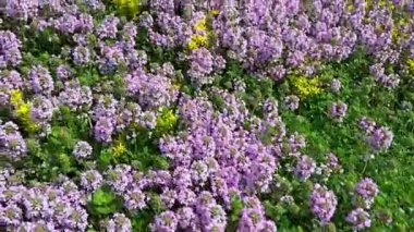 Evin ön bahçesindeki çok yıllık arazi örtüsü bitkilerinin kamera görüntüsü.. 