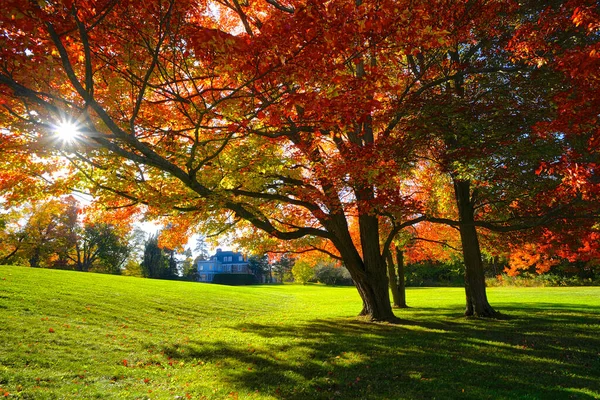 Lente Destello Con Color Plumas Otoño Parque Público —  Fotos de Stock