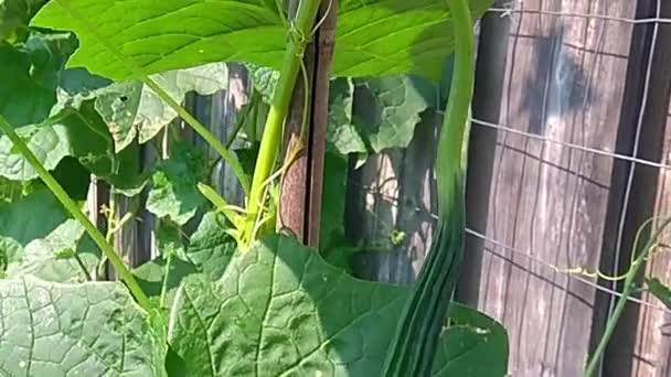 Dolly Shot Sin Qua Chinese Vegetable Luffa Angled Gourd Kebun — Stok Video