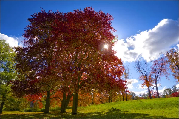 Прекрасный Вид Цвет Осенних Листьев Общественном Парке — стоковое фото