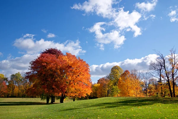 Panoramiczny Widok Park Publiczny Rozmytym Tle Nieba — Zdjęcie stockowe