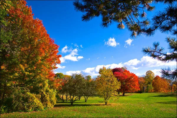 Panoramic View Park Autumn Blue Sky Background Fall — Stock Photo, Image