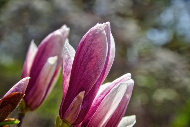 Manolya goncasını kapat