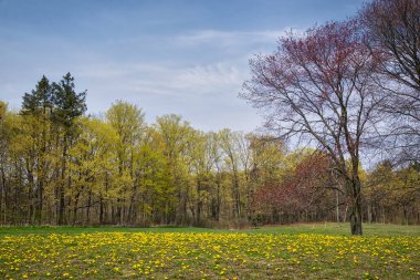 Baharda parkta karahindiba ve yeşil çimlerle