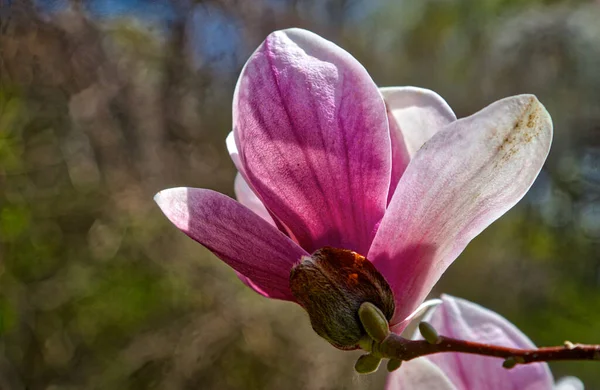 Close Magnolia Flower — стоковое фото